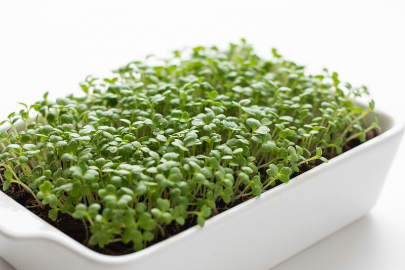 Chia Seeds Microgreens