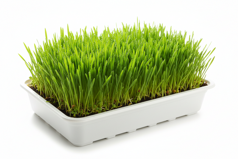Wheat Grass Microgreens
