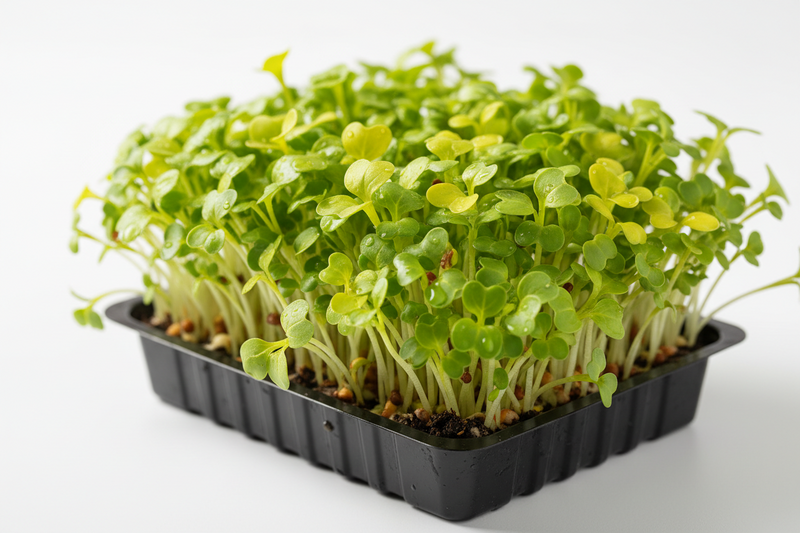 Mustard (Sarso) Microgreens