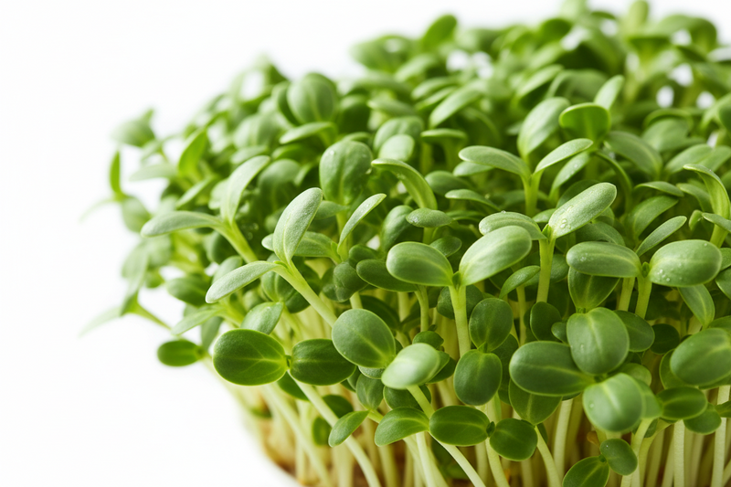 Sunflower Microgreens