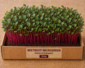 Beetroot Microgreens 100 gm Pack