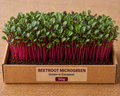 Beetroot Microgreens 50 gm Pack