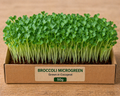 Broccoli Microgreens 50 gm Pack