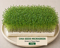 Chia Seeds Microgreens 100 gm Pack
