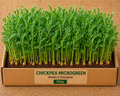 Chickpea (Chana) Microgreens 100 gm Pack