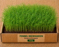 Fennel (Saunf) Microgreens 100 gm Pack