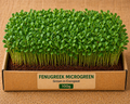 Fenugreek (Methi) Microgreens 100 gm Pack