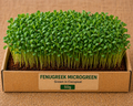Fenugreek (Methi) Microgreens 50 gm Pack