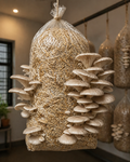 Fully Grown Oyester Mustroom