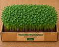 Mustard (Sarso) Microgreens 100 gm Pack