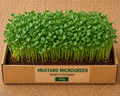 Mustard (Sarso) Microgreens 50 gm Pack