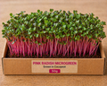 Pink Radish Microgreens 50 gm Pack