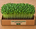 Sunflower Microgreens 100 gm Pack