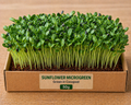 Sunflower Microgreens 50 gm Pack