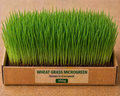 Wheat Grass Microgreens 100 gm Pack