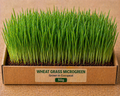 Wheat Grass Microgreens 50 gm Pack